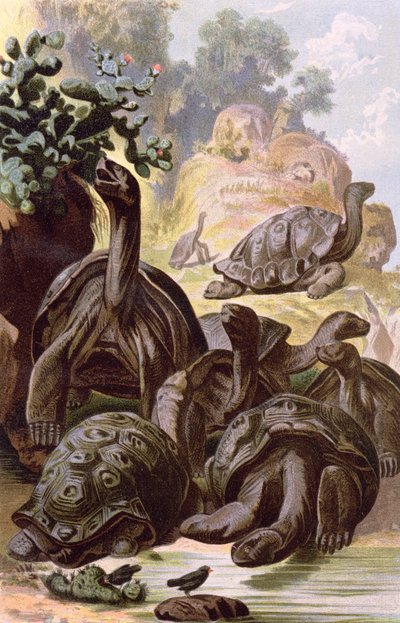 Tartarughe giganti delle Isole Galapagos, da un libro di storia naturale, 1887 da Alfred Brehm