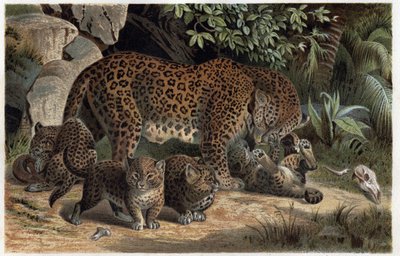 Pantera e i suoi piccoli - Panthera, da "La vita degli animali di Brehm" (incisione) da Alfred Brehm
