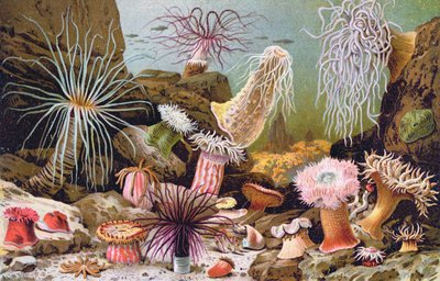Anemoni di Mare, da un libro di storia naturale ungherese, c.1900 da Alfred Brehm