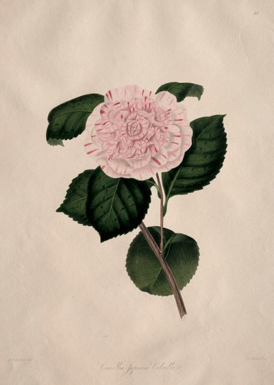Illustrazioni e descrizioni... dell