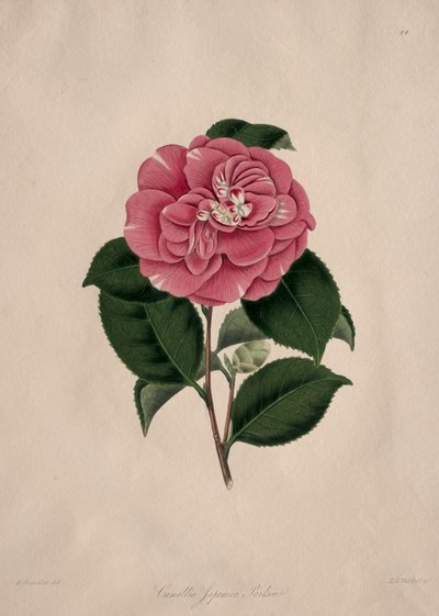 Illustrazioni e descrizioni... dell
