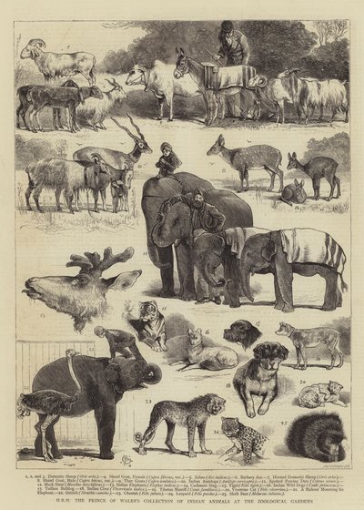 La collezione di animali indiani di SAR il Principe di Galles allo Zoo da Alfred Chantrey Corbould