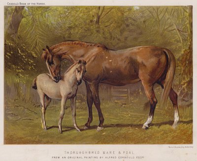 Cavalla purosangue e puledro da Alfred Chantrey Corbould