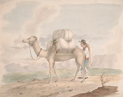 Cammello Carico da Alfred Diston