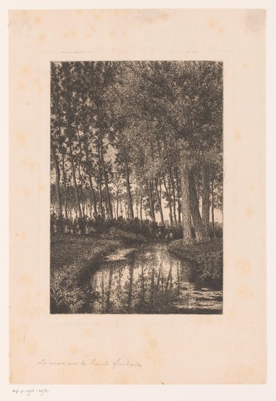 Alberi alti vicino all