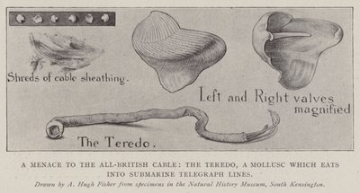 Una minaccia per il cavo tutto britannico, il Teredo, un mollusco che mangia le linee telegrafiche sottomarine da Alfred Hugh Fisher