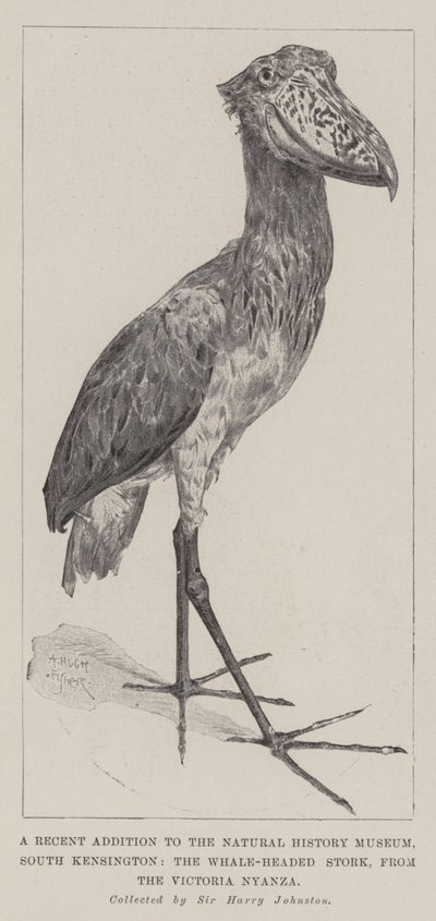 Una recente aggiunta al Museo di Storia Naturale, South Kensington, la cicogna dal becco a scarpa, dal Victoria Nyanza da Alfred Hugh Fisher