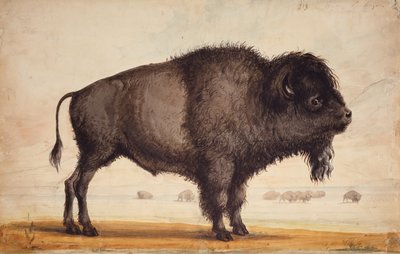 Annusando la brezza, c.1837 da Alfred Jacob Miller