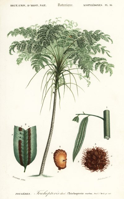 Felce arborea, specie Cyathea da Alfred Riocreux