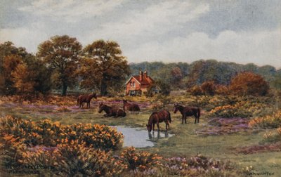 Pony della New Forest, Lyndhurst da Alfred Robert Quinton