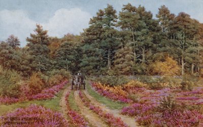 Pini e erica vicino a Brockenhurst da Alfred Robert Quinton