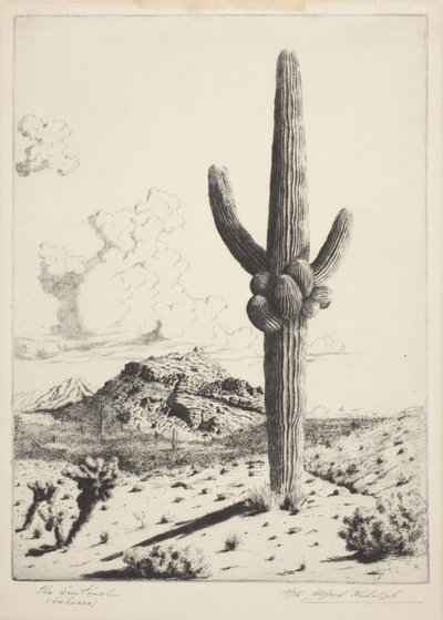 La sentinella (Sahuaro) da Alfred Rudolph Waud