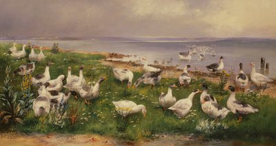 Oche da Alfred Schonian