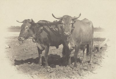  da Alfred Stieglitz