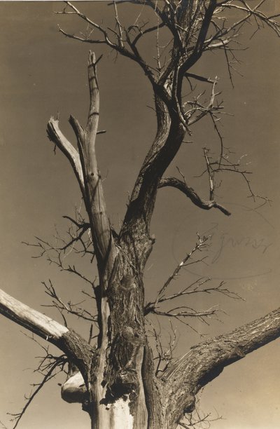 Castagno morente (verso) da Alfred Stieglitz