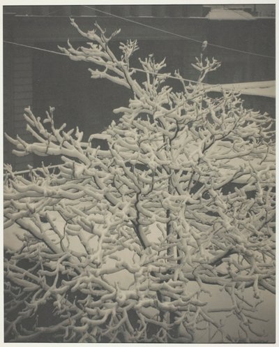 Dalla finestra posteriore 291 Albero coperto di neve, cortile da Alfred Stieglitz