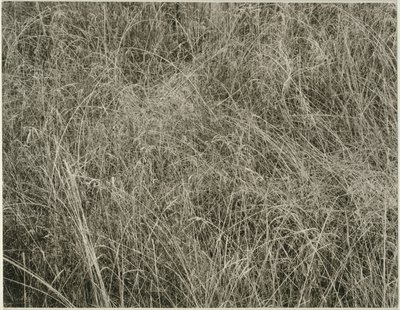 Erba da Alfred Stieglitz