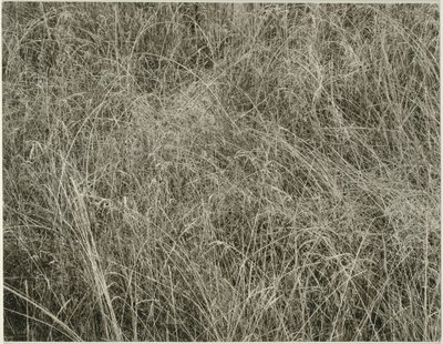 Erba, 1933 da Alfred Stieglitz