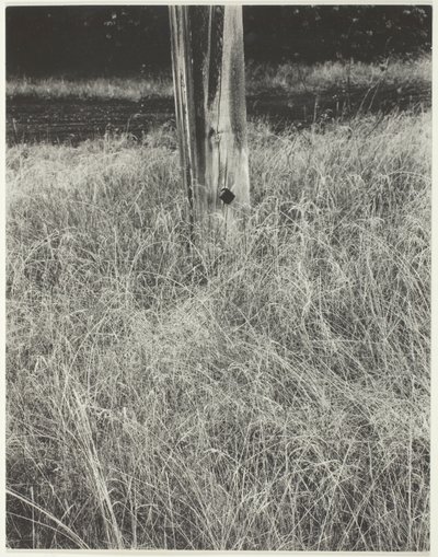 Erba e asta della bandiera da Alfred Stieglitz