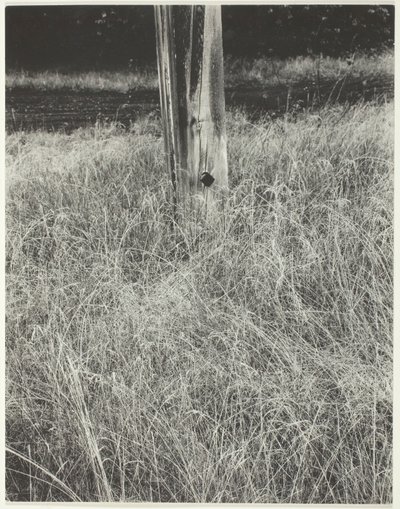 Erba e asta della bandiera da Alfred Stieglitz