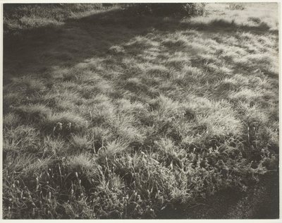 Erba e gelo da Alfred Stieglitz