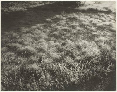 Erba e gelo da Alfred Stieglitz