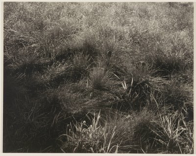 Erbe da Alfred Stieglitz