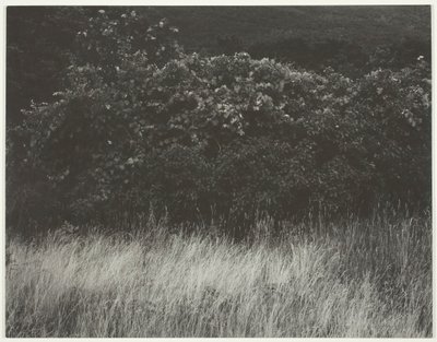 Siepe e erbe - Lago George da Alfred Stieglitz