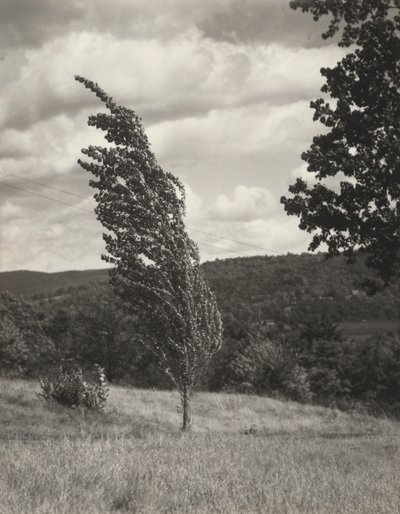 Poplar — Lago George da Alfred Stieglitz