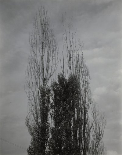 Pioppi — Lago George da Alfred Stieglitz