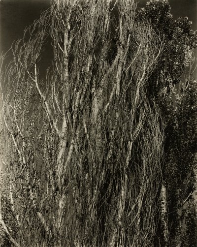 Pioppi—Lago George da Alfred Stieglitz