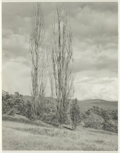 Pioppi—Lago George da Alfred Stieglitz