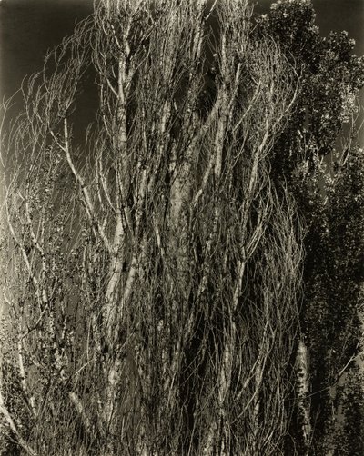 Pioppi—Lago George, 1932 da Alfred Stieglitz