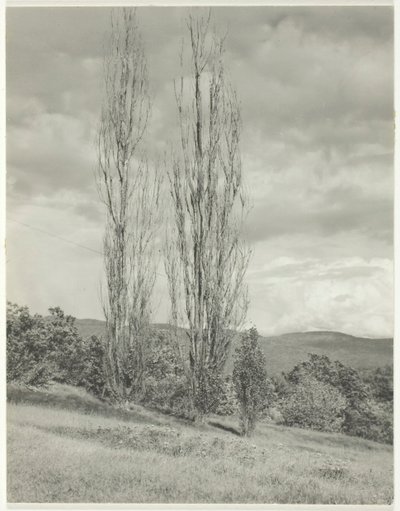 Pioppi—Lago George, 1935 da Alfred Stieglitz