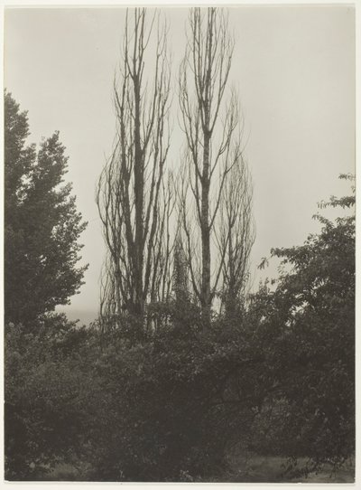 Pioppi - Lago George da Alfred Stieglitz