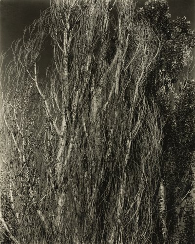 Pioppi - Lago George da Alfred Stieglitz