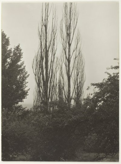 Pioppi - Lago George da Alfred Stieglitz