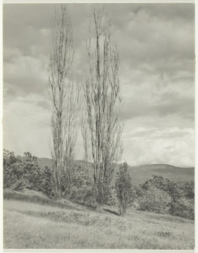 Pioppi Lago George da Alfred Stieglitz