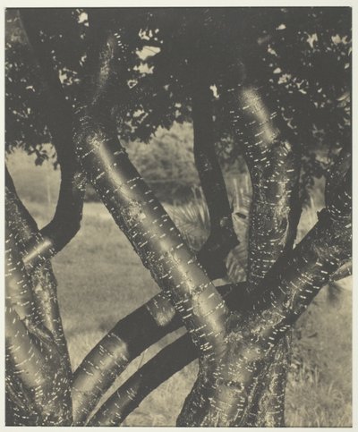Gli alberi danzanti da Alfred Stieglitz