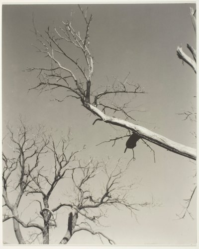 Il castagno morente - Il mio insegnante da Alfred Stieglitz