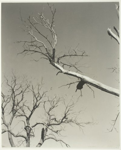 Il castagno morente - Il mio insegnante da Alfred Stieglitz