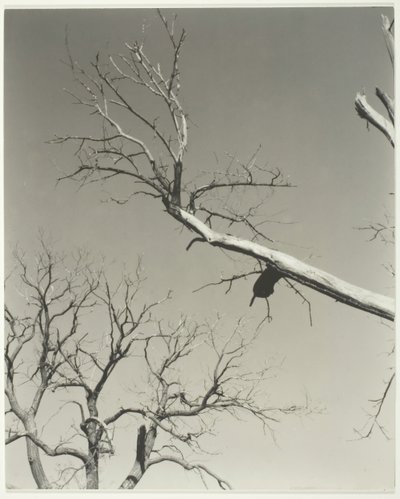 Il castagno morente—Il mio insegnante, 1927 da Alfred Stieglitz