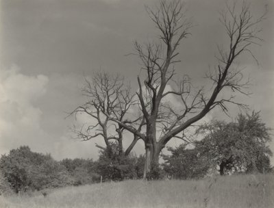  da Alfred Stieglitz