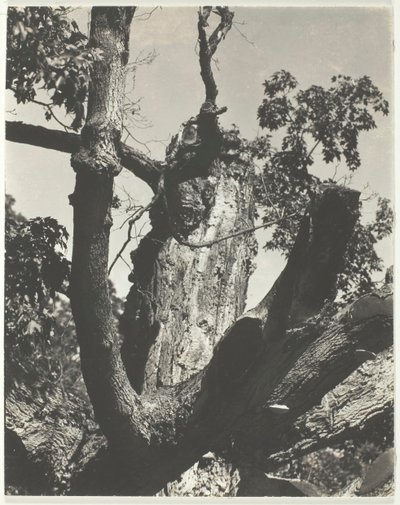 Il vecchio acero - Lago George, 1926 da Alfred Stieglitz