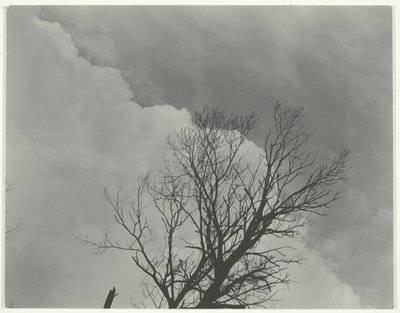 Set di alberi 3 da Alfred Stieglitz