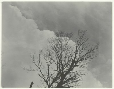Serie di alberi 3 da Alfred Stieglitz