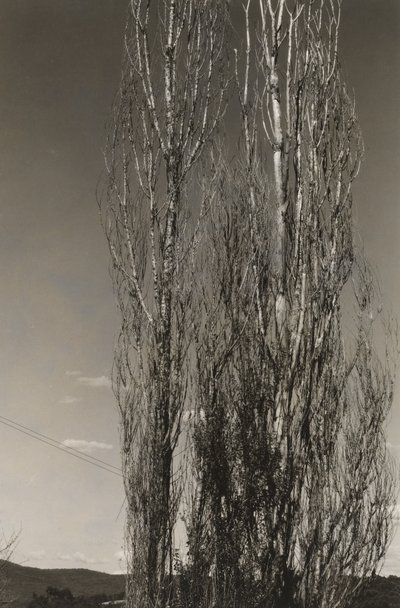 Due Pioppi, Lago George (recto) da Alfred Stieglitz