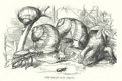  da Alfred Walter (after) Bayes