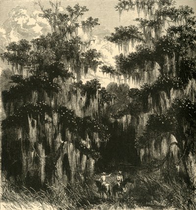 Palude di magnolie da Alfred Rudolph Waud