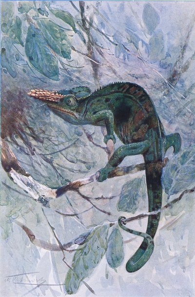 Camaleonte africano, illustrazione da 